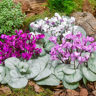 Hardy Winter-Blooming Silver Leaf Cyclamen Mixture Seeds